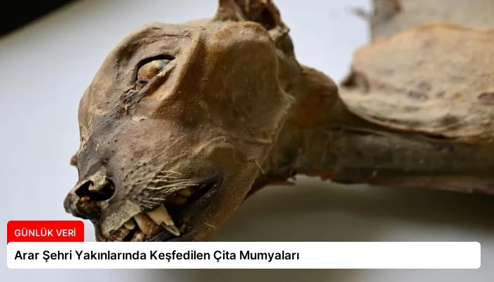 Arar Şehri Yakınlarında Keşfedilen Çita Mumyaları