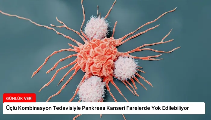 Üçlü Kombinasyon Tedavisiyle Pankreas Kanseri Farelerde Yok Edilebiliyor