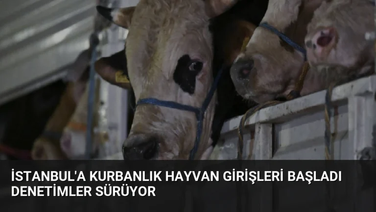 İstanbul’a Kurbanlık Hayvan Girişleri Başladı Denetimler Sürüyor