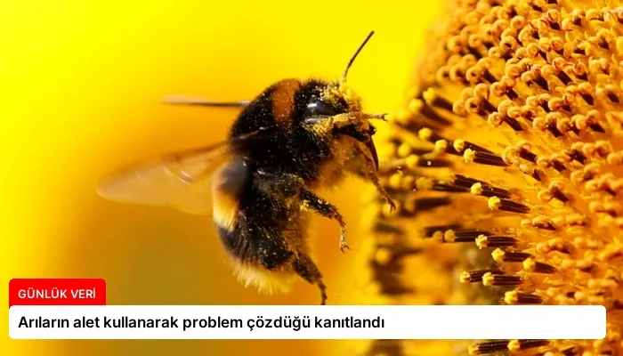 Arıların alet kullanarak problem çözdüğü kanıtlandı