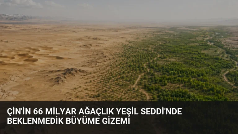 Çin’in 66 Milyar Ağaçlık Yeşil Seddi’nde Beklenmedik Büyüme Gizemi