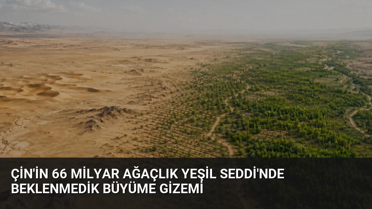 Çin’in 66 Milyar Ağaçlık Yeşil Seddi’nde Beklenmedik Büyüme Gizemi