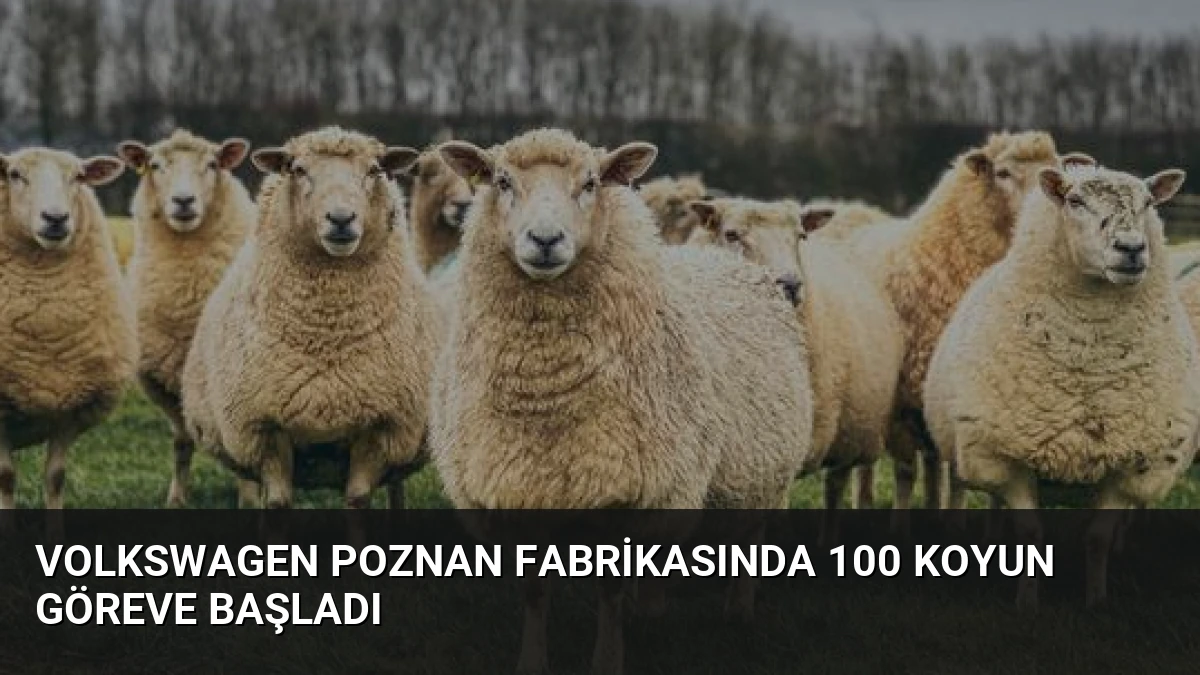 Volkswagen Poznan Fabrikasında 100 Koyun Göreve Başladı